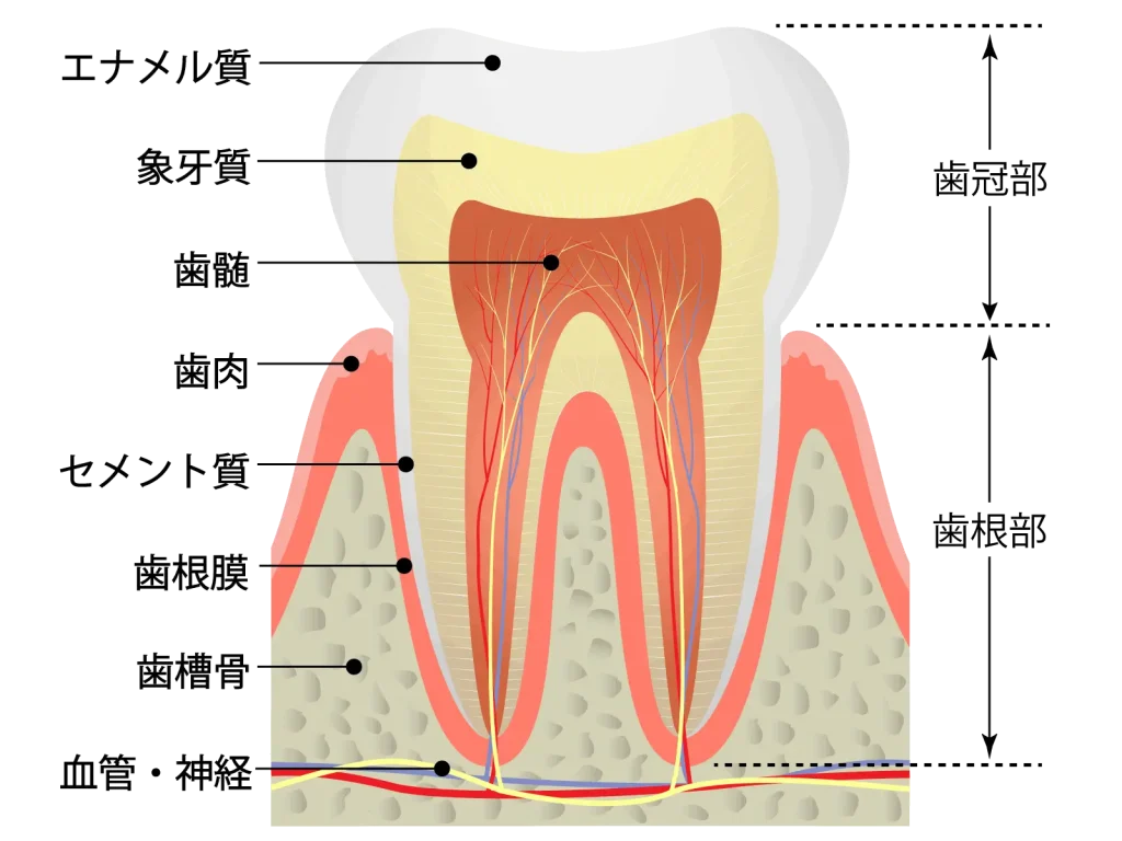 歯と歯ぐきとその周辺の組織図