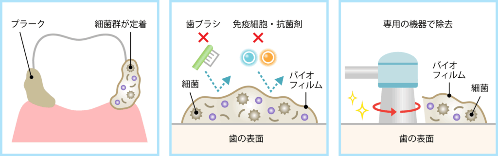 バイオフィルムの働き